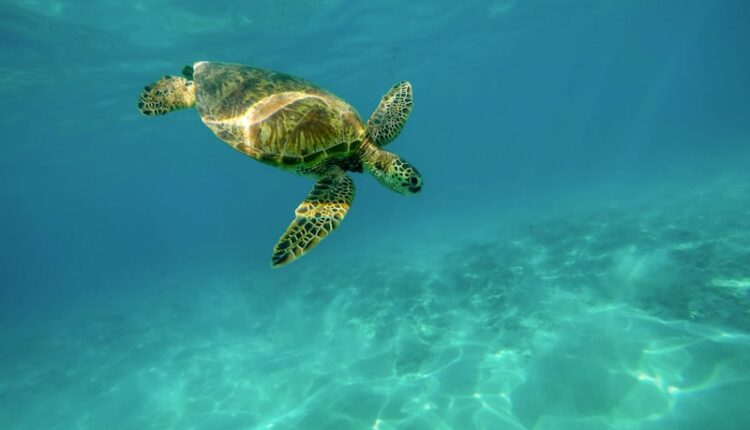 Peyronie Hastalığı Nedir ve Nasıl Tedavi Edilir?